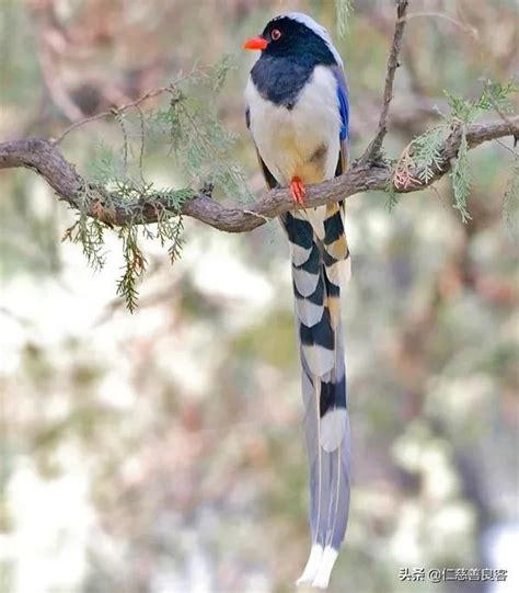 青鳥 象徵|青鳥，這是一種什麼鳥？為什麼被稱為「信使」？